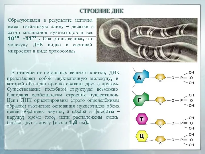 Образующаяся в результате цепочка имеет гигантскую длину – десятки и сотни