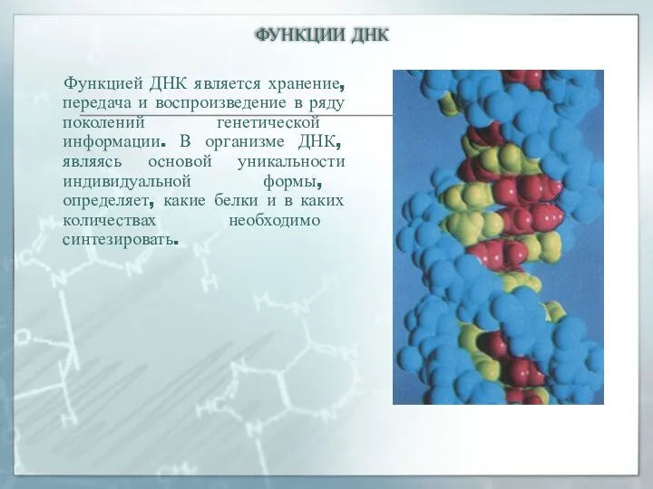 ФУНКЦИИ ДНК Функцией ДНК является хранение, передача и воспроизведение в ряду