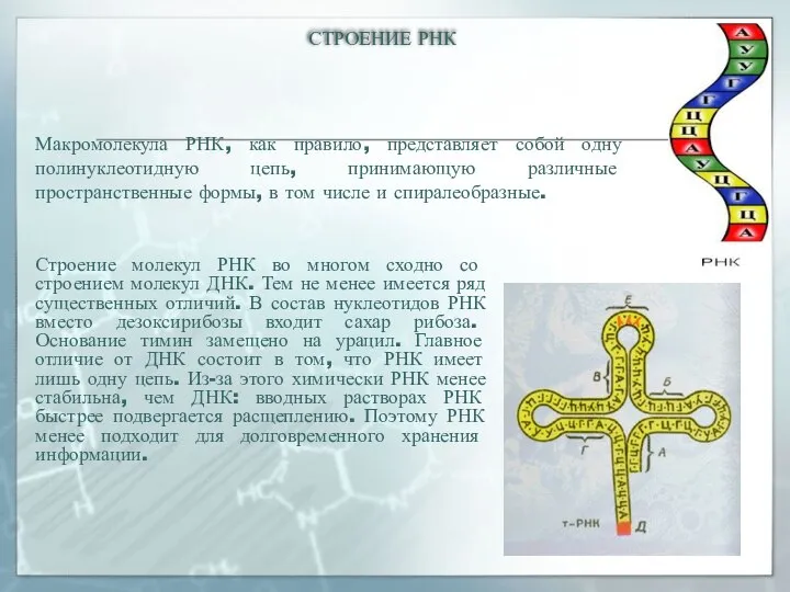 СТРОЕНИЕ РНК Строение молекул РНК во многом сходно со строением молекул