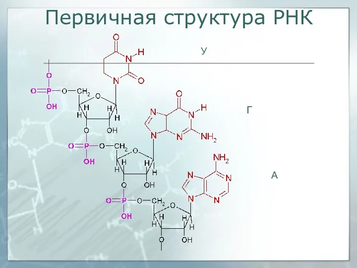 Первичная структура РНК У Г А