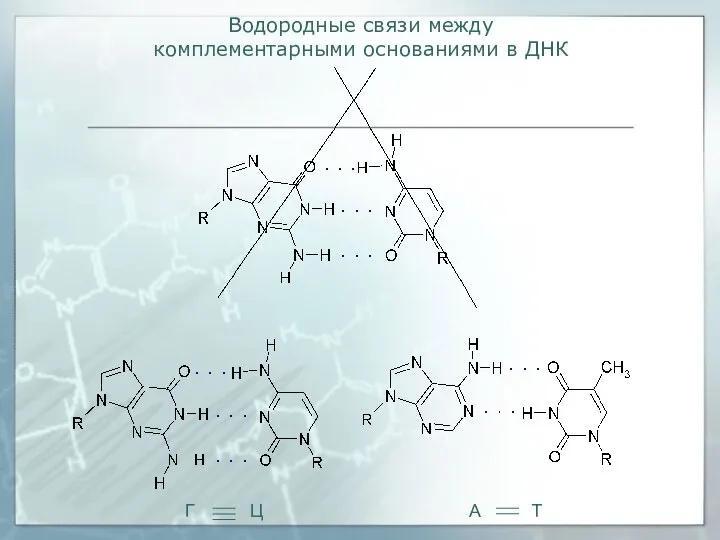 Водородные связи между комплементарными основаниями в ДНК Г Ц А Т