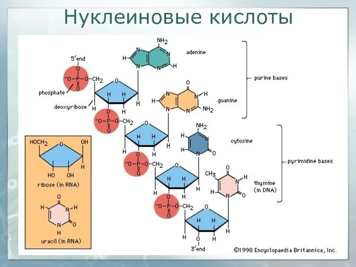 Нуклеиновые кислоты