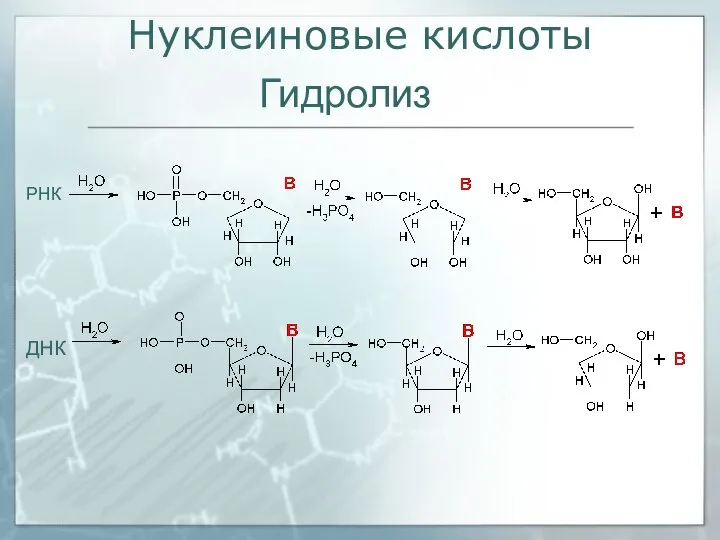Нуклеиновые кислоты Гидролиз РНК ДНК