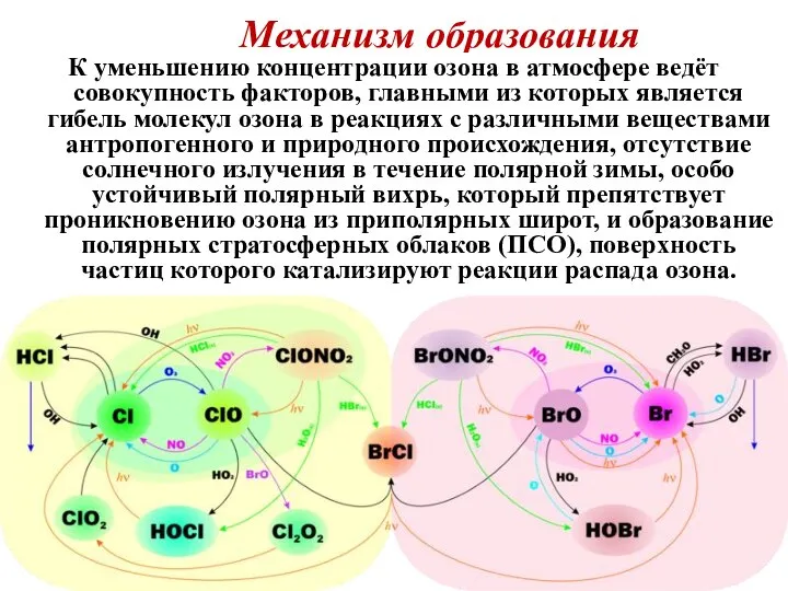 Механизм образования К уменьшению концентрации озона в атмосфере ведёт совокупность факторов,