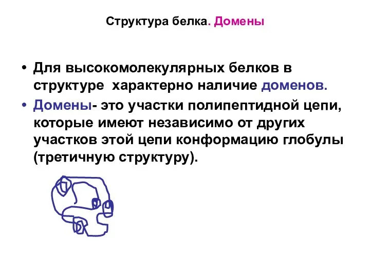 Структура белка. Домены Для высокомолекулярных белков в структуре характерно наличие доменов.