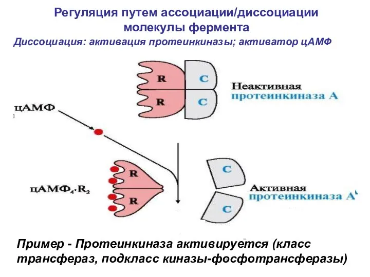 Регуляция путем ассоциации/диссоциации молекулы фермента активатор Диссоциация: активация протеинкиназы; активатор цАМФ