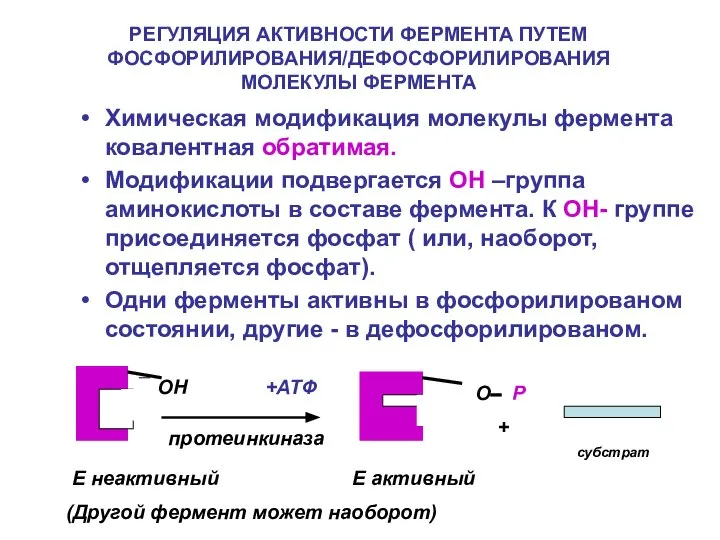 РЕГУЛЯЦИЯ АКТИВНОСТИ ФЕРМЕНТА ПУТЕМ ФОСФОРИЛИРОВАНИЯ/ДЕФОСФОРИЛИРОВАНИЯ МОЛЕКУЛЫ ФЕРМЕНТА Химическая модификация молекулы фермента