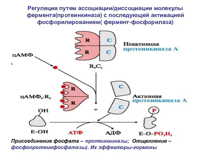 Регуляция путем ассоциации/диссоциации молекулы фермента(протеинкиназа) с последующей активацией фосфорилированием( фермент-фосфорилаза) активатор