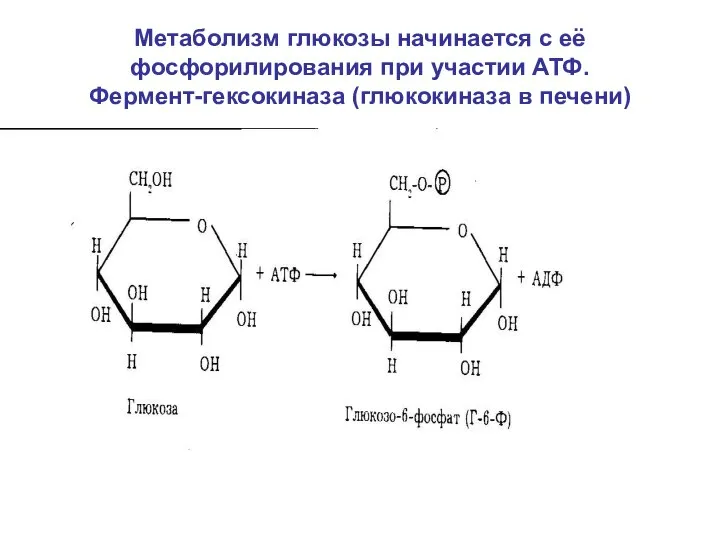 Метаболизм глюкозы начинается с её фосфорилирования при участии АТФ. Фермент-гексокиназа (глюкокиназа в печени)