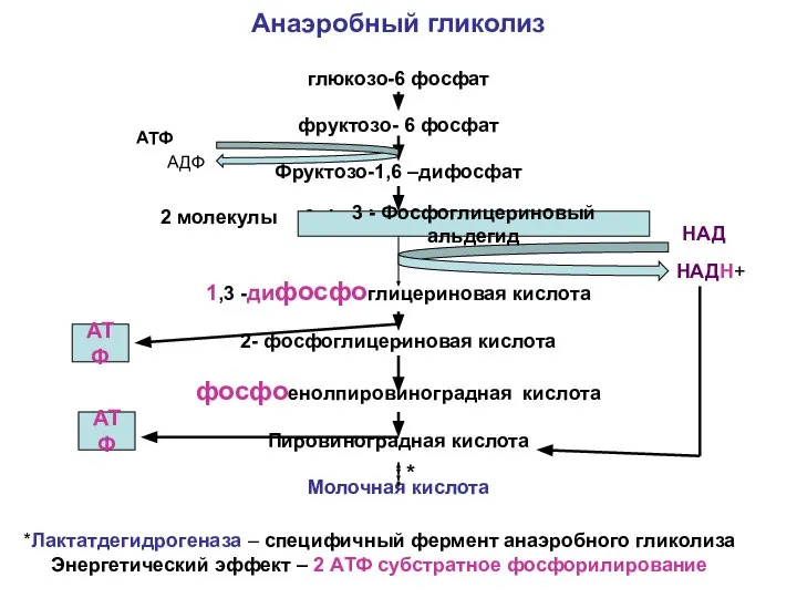 Анаэробный гликолиз глюкозо-6 фосфат фруктозо- 6 фосфат Фруктозо-1,6 –дифосфат 2 молекулы