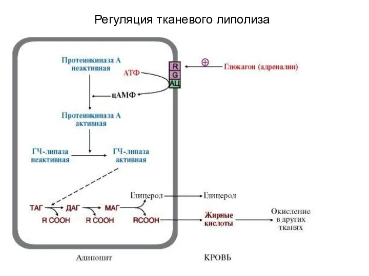 Регуляция тканевого липолиза