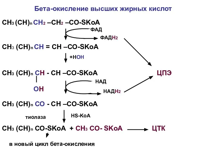 Бета-окисление высших жирных кислот СН3 (СН)n СН2 –СН2 –СО-SKoA СН3 (СН)n