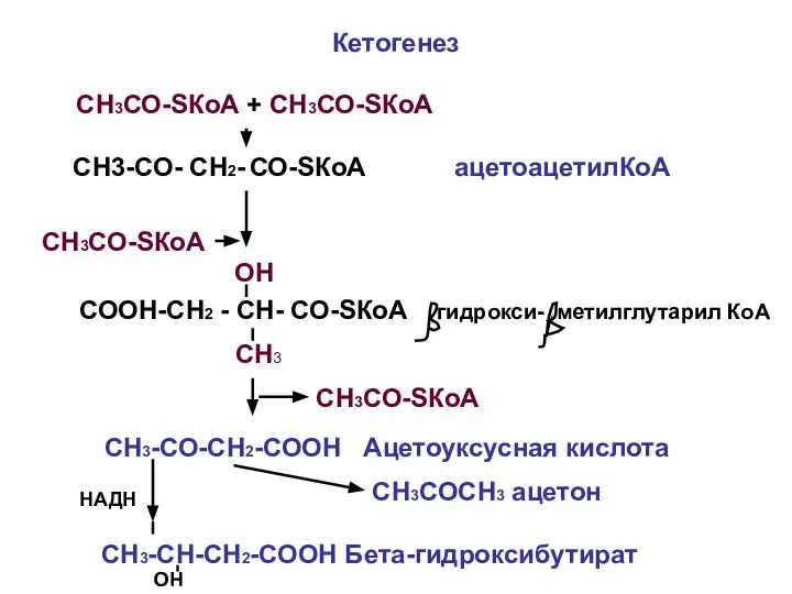 Кетогенез СН3СО-SКоА + СН3СО-SКоА СН3-СО- СН2- СО-SКоА ацетоацетилКоА СН3СО-SКоА СООН-СН2 -