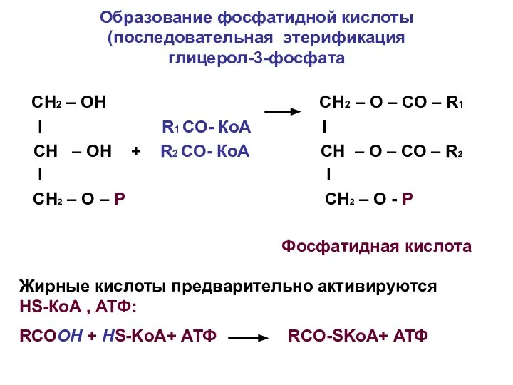 Образование фосфатидной кислоты (последовательная этерификация глицерол-3-фосфата СН2 – ОН СН2 –