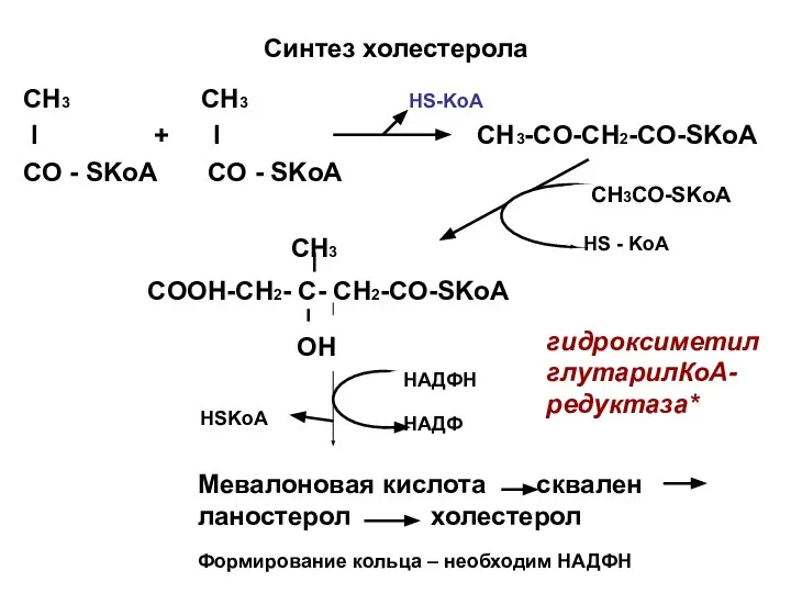 Синтез холестерола СН3 CH3 I + I CH3-CO-CH2-CO-SKoA CO - SKoA