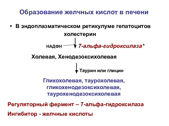 Образование желчных кислот в печени В эндоплазматическом ретикулуме гепатоцитов холестерин 7-альфа-гидроксилаза*