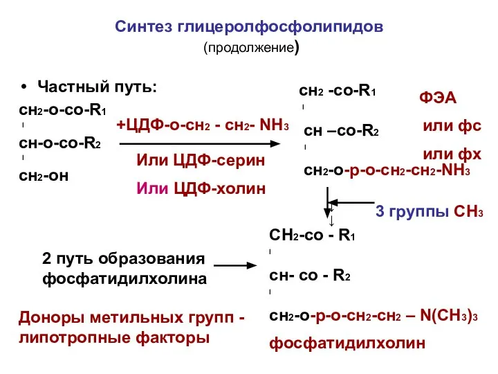 Синтез глицеролфосфолипидов (продолжение) Частный путь: сн2-о-со-R1 I сн-о-со-R2 I сн2-он +ЦДФ-о-сн2