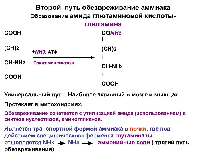 Второй путь обезвреживание аммиака Образование амида глютаминовой кислоты-глютамина СООН I (CH)2