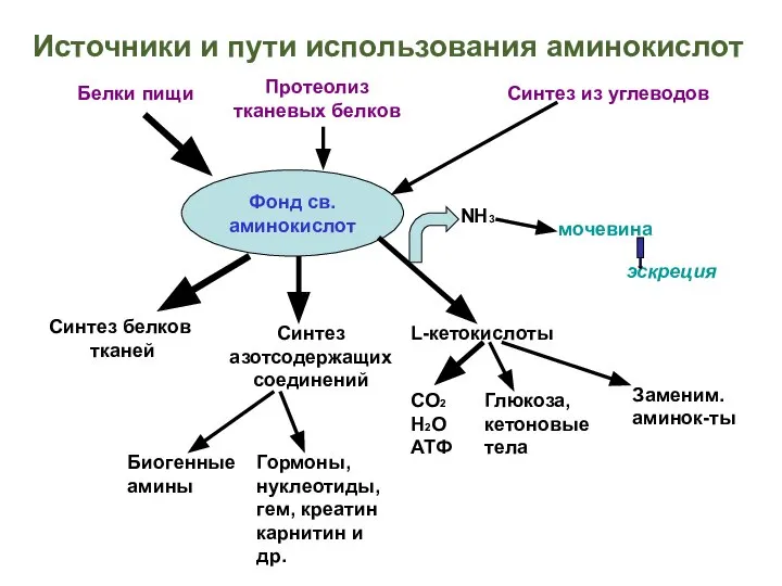 Источники и пути использования аминокислот Фонд св. аминокислот Белки пищи Протеолиз