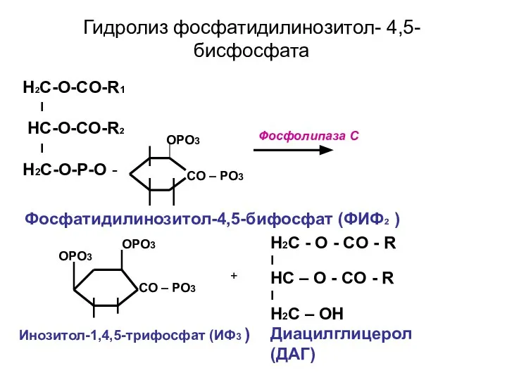 Гидролиз фосфатидилинозитол- 4,5-бисфосфата H2С-O-CO-R1 I HС-O-CO-R2 I H2С-O-P-O - CO –