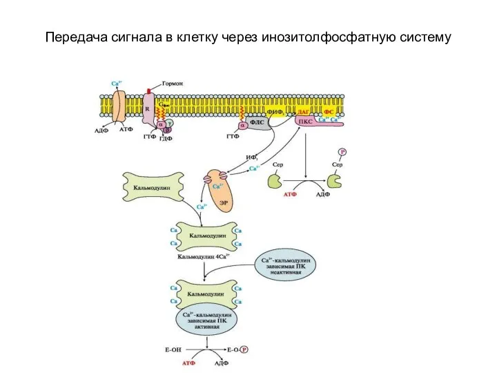 Передача сигнала в клетку через инозитолфосфатную систему