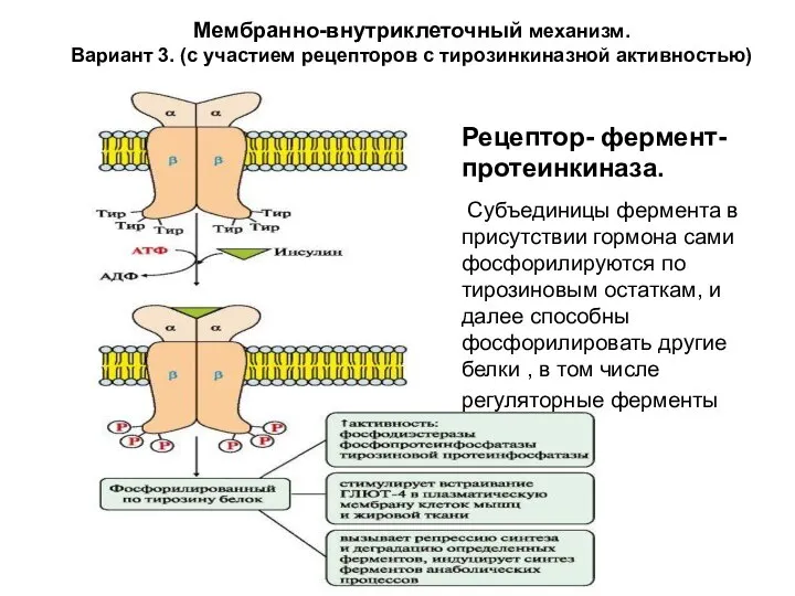 Мембранно-внутриклеточный механизм. Вариант 3. (с участием рецепторов с тирозинкиназной активностью) Рецептор-