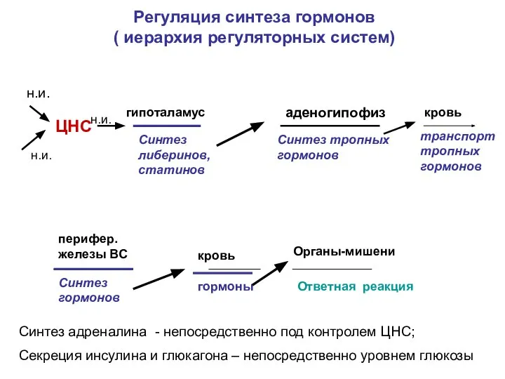 Регуляция синтеза гормонов ( иерархия регуляторных систем) ЦНС гипоталамус Синтез либеринов,
