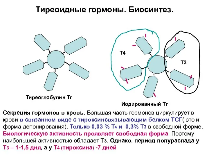 Тиреоидные гормоны. Биосинтез. Тиреоглобулин Тr Иодированный Тr Т4 Т3 Секреция гормонов