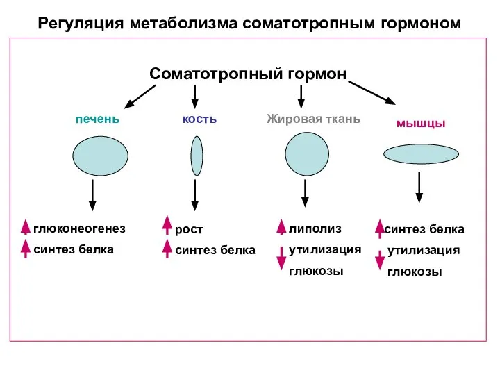 Регуляция метаболизма соматотропным гормоном Соматотропный гормон печень кость Жировая ткань мышцы