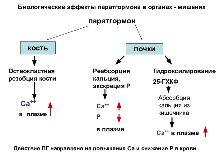 Биологические эффекты паратгормона в органах - мишенях паратгормон кость почки Остеокластная