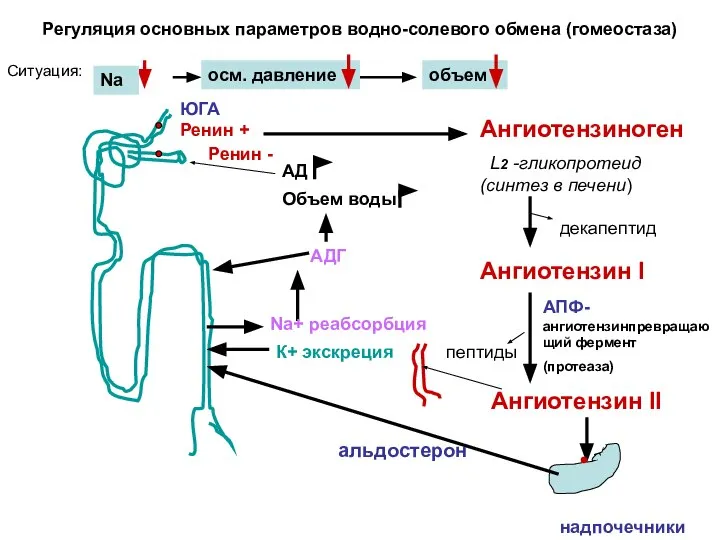 Регуляция основных параметров водно-солевого обмена (гомеостаза) Ситуация: ЮГА Ренин + Ангиотензиноген