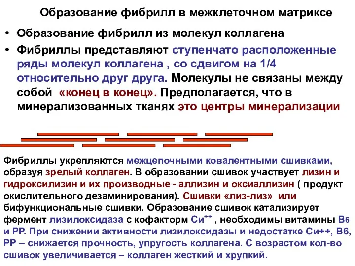 Образование фибрилл в межклеточном матриксе Образование фибрилл из молекул коллагена Фибриллы