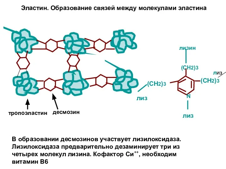 Эластин. Образование связей между молекулами эластина (СН2)3 (СН2)3 N (СН2)3 лизин