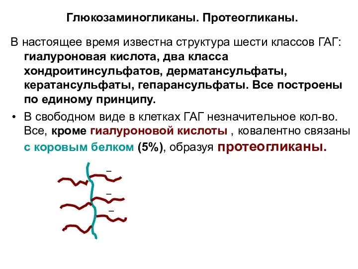 Глюкозаминогликаны. Протеогликаны. В настоящее время известна структура шести классов ГАГ: гиалуроновая