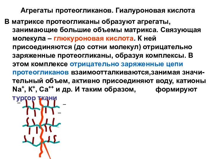 Агрегаты протеогликанов. Гиалуроновая кислота В матриксе протеогликаны образуют агрегаты, занимающие большие