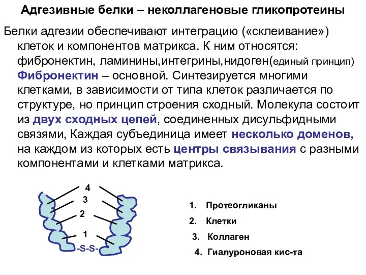 Адгезивные белки – неколлагеновые гликопротеины Белки адгезии обеспечивают интеграцию («склеивание») клеток