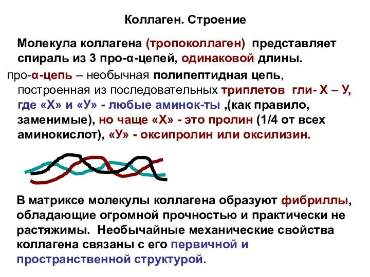 Коллаген. Строение Молекула коллагена (тропоколлаген) представляет спираль из 3 про-α-цепей, одинаковой