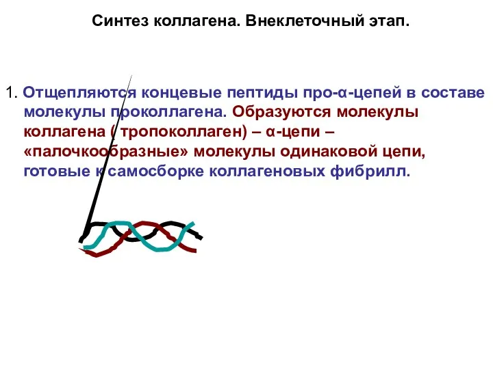 Синтез коллагена. Внеклеточный этап. 1. Отщепляются концевые пептиды про-α-цепей в составе