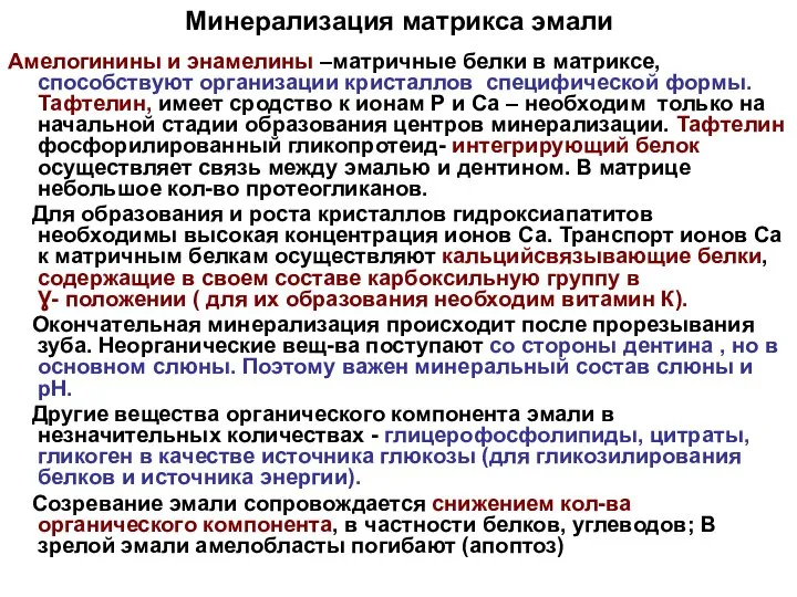 Минерализация матрикса эмали Амелогинины и энамелины –матричные белки в матриксе, способствуют