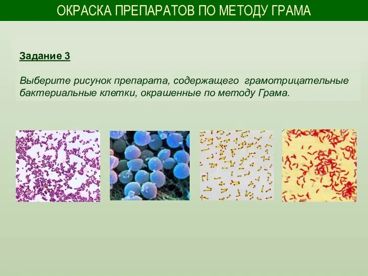 ОКРАСКА ПРЕПАРАТОВ ПО МЕТОДУ ГРАМА Задание 3 Выберите рисунок препарата, содержащего