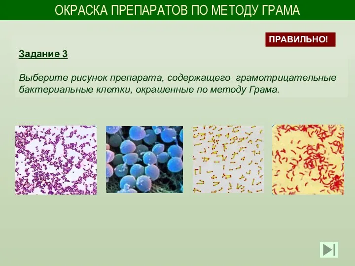 ОКРАСКА ПРЕПАРАТОВ ПО МЕТОДУ ГРАМА Задание 3 Выберите рисунок препарата, содержащего