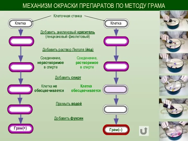 МЕХАНИЗМ ОКРАСКИ ПРЕПАРАТОВ ПО МЕТОДУ ГРАМА Добавить раствор Люголя (йод) Добавить