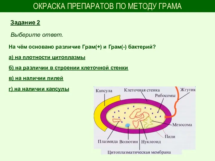 ОКРАСКА ПРЕПАРАТОВ ПО МЕТОДУ ГРАМА На чём основано различие Грам(+) и