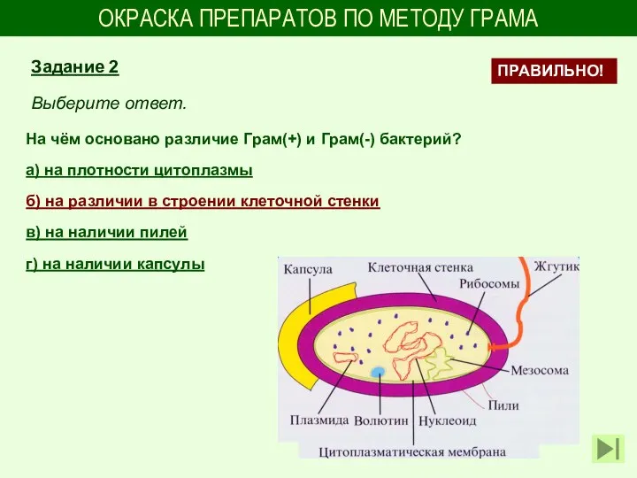 ОКРАСКА ПРЕПАРАТОВ ПО МЕТОДУ ГРАМА На чём основано различие Грам(+) и