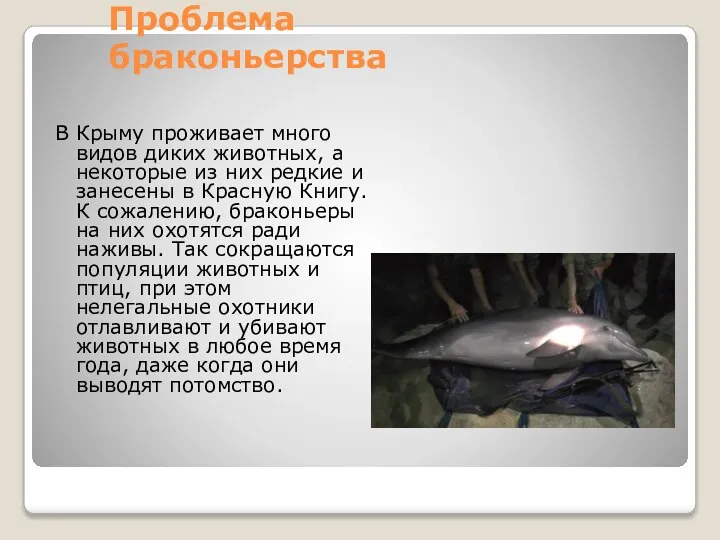 Проблема браконьерства В Крыму проживает много видов диких животных, а некоторые