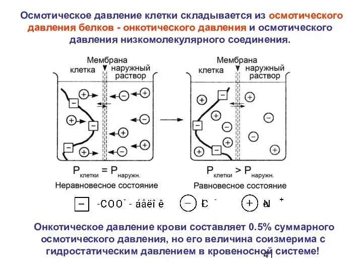 Осмотическое давление клетки складывается из осмотического давления белков - онкотического давления