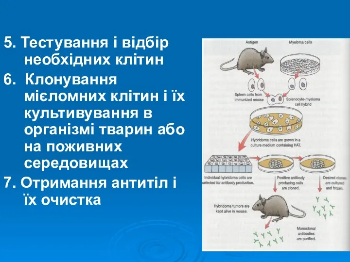 5. Тестування і відбір необхідних клітин 6. Клонування мієломних клітин і