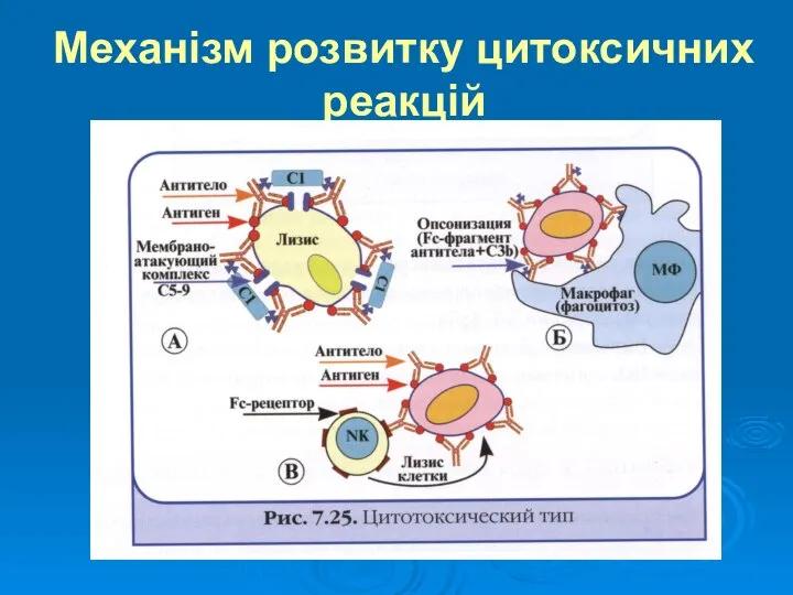 Механізм розвитку цитоксичних реакцій