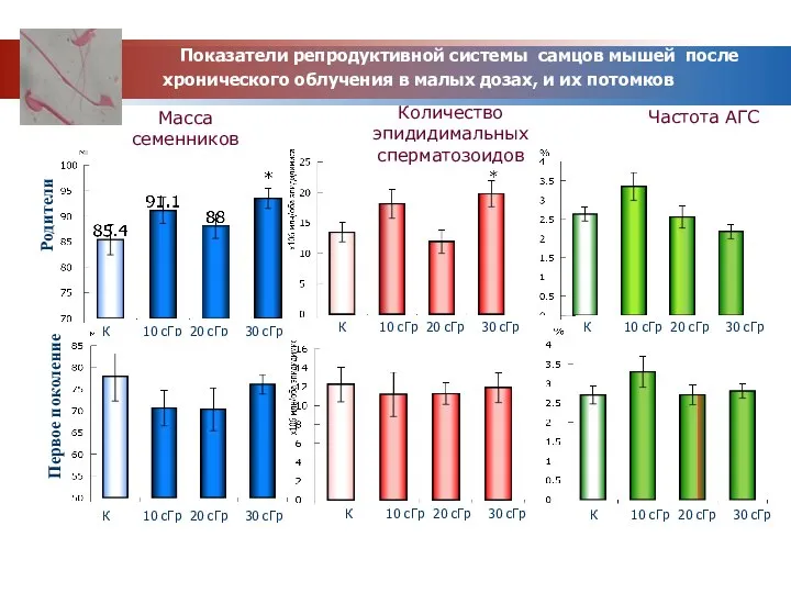 Показатели репродуктивной системы самцов мышей после хронического облучения в малых дозах,