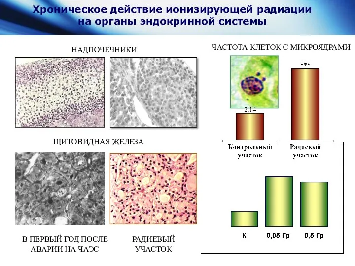 Хроническое действие ионизирующей радиации на органы эндокринной системы ЧАСТОТА КЛЕТОК С